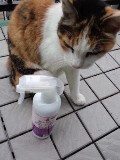 口コミ：猫ちゃんのおしっこ臭に特化した消臭剤をお試ししましたの画像（1枚目）