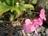 「1　ピンクの花♡」の画像（1枚目）