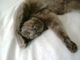 「愛猫の寝姿」の画像（1枚目）