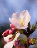 「ピンクの桜」の画像（1枚目）