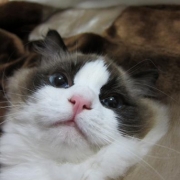 「こたつ布団って気持ちいい～。」amazonギフト券あたる！「ネココ」癒しの猫時間フォトコンテスト(^・x・^)の投稿画像