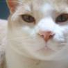 「とと」amazonギフト券あたる！「ネココ」癒しの猫時間フォトコンテスト(^・x・^)の投稿画像