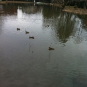 「今年の1月1日の初詣」【クリンスイ】～水のある風景～　写真テーマ「初○○」の投稿画像