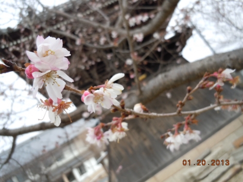 妙法不思議桜の画像（1枚目）