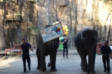 象さんのショー＠タイランド