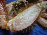 口コミ：濃厚味噌が絶品！！オホーツク海産毛蟹をいただきま～す(笑)の画像（6枚目）