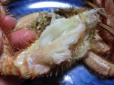 口コミ：濃厚味噌が絶品！！オホーツク海産毛蟹をいただきま～す(笑)の画像（5枚目）