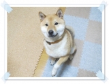 口コミ：「成犬用ドライフード☆プロフェッショナル・バランス」食べてみました♪愛犬が　の画像（3枚目）