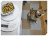 口コミ：「成犬用ドライフード☆プロフェッショナル・バランス」食べてみました♪愛犬が　の画像（2枚目）