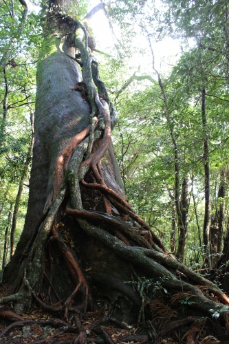 屋久島　～銀婚式を迎えて～の画像（2枚目）