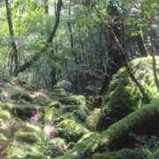 屋久島　～銀婚式を迎えて～