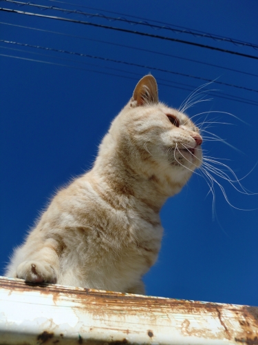 私の愛猫たちの画像（3枚目）