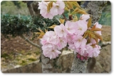 口コミ：「桜の花塩漬け」を使って、春を味わおう♪の画像（5枚目）
