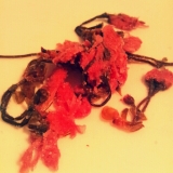 口コミ：海の精☆奈良吉野の八重桜での画像（6枚目）