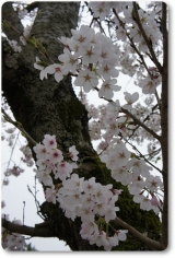 口コミ：「桜の花塩漬け」を使って、春を味わおう♪の画像（6枚目）