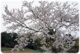 口コミ記事「「桜の花塩漬け」を使って、春を味わおう♪」の画像