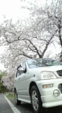 愛車と桜と