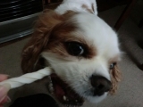 口コミ：愛犬の歯の健康維持には“デンタルガム”の画像（4枚目）