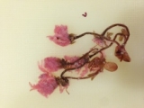 口コミ記事「海の精桜の花の塩漬け」の画像