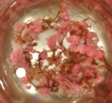 口コミ：海の精　桜の花の塩漬けの画像（2枚目）
