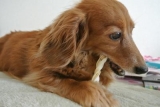 口コミ：愛犬のお口のケア　デンタルケア ツイストスティック ミルク味の画像（1枚目）