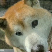 食べることがだ～いすきなドンさん!