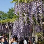 藤の花が　満開～～