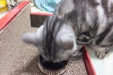 口コミ：フリーズドライ！猫ちゃん用おやつ　ムネ肉モニターの画像（2枚目）