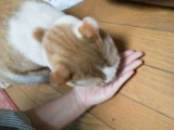 口コミ：コジマ通販猫ちゃん用フリーズドライササミの画像（1枚目）