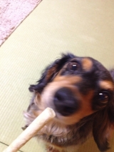 口コミ記事「【モニプラ】たっぷりチキンでおいしい！小型～中型犬用おやつ【DINGOチキンクランチ】」の画像