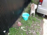 口コミ：【小型～中型犬用おやつ】ディンゴ ミート・イン・ザ・ミドル チキンクランチの画像（1枚目）