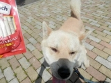 口コミ記事「【小型～中型犬用おやつ】ディンゴミート・イン・ザ・ミドルチキンクランチ」の画像