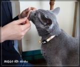 口コミ：ぼくは馬刺しを食べるニャ！の画像（2枚目）