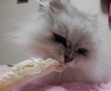 口コミ：猫ちゃん用おやつ「フリーズドライのササミ」の画像（2枚目）
