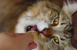 口コミ：「猫ちゃん用おやつ・ﾌﾘｰｽﾞﾄﾞﾗｲのムネ肉」の画像（3枚目）