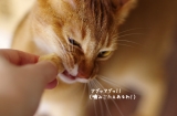 口コミ：「猫ちゃん用おやつ・ﾌﾘｰｽﾞﾄﾞﾗｲのムネ肉」の画像（2枚目）