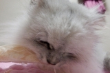口コミ：猫ちゃん用おやつ「フリーズドライのササミ」の画像（4枚目）