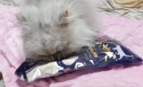 口コミ記事「猫ちゃん用おやつ「フリーズドライのササミ」」の画像