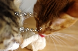 口コミ：「猫ちゃん用おやつ・ﾌﾘｰｽﾞﾄﾞﾗｲのムネ肉」の画像（4枚目）