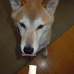 口コミ：おいしい！犬用おやつガム「DINGO　チキンクランチ」の画像（8枚目）