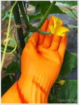 口コミ：きゅうりの初収穫(人´∀`)♪　マイリトルガーデンゴム手袋の画像（5枚目）