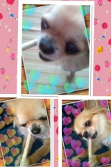 口コミ記事「【小型～中型犬用おやつ】ディンゴミート・イン・ザ・ミドルチキンクランチ」の画像