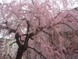 「春のお花！！」の画像