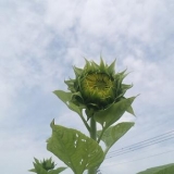 口コミ記事「向日葵、咲きそう！」の画像