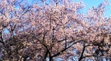 「sakura」の画像（1枚目）