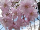 大好きな桜の写真です♪