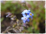 「かすみ草」の画像（1枚目）