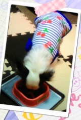 口コミ：モニター☆プロフェッショナル・バランス 1歳からの成犬用ライト 1kgの画像（1枚目）