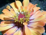 「癒しとリフレッシュにお花とハハーブ♪。・＋・。☆★☆三」の画像