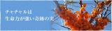 口コミ：イエロードクタージャパン チャチルジュース！の画像（5枚目）